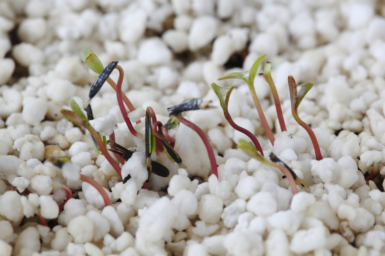French marigold seedling Tagetes growing through layer of perlite