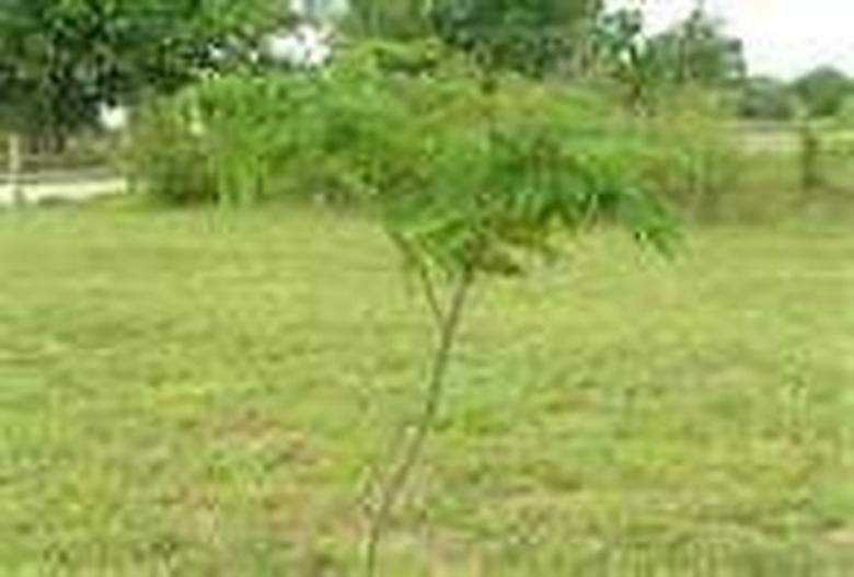 How to Prune a Mimosa Tree Hunker