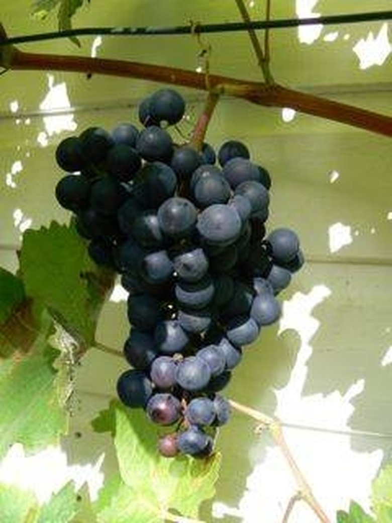 How to Prune Concord Grapevines Hunker