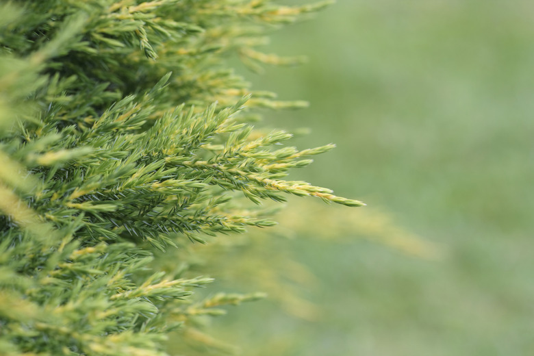 How to Prune Italian Cypress Trees Hunker