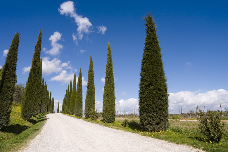 How to Prune Italian Cypress Trees Hunker