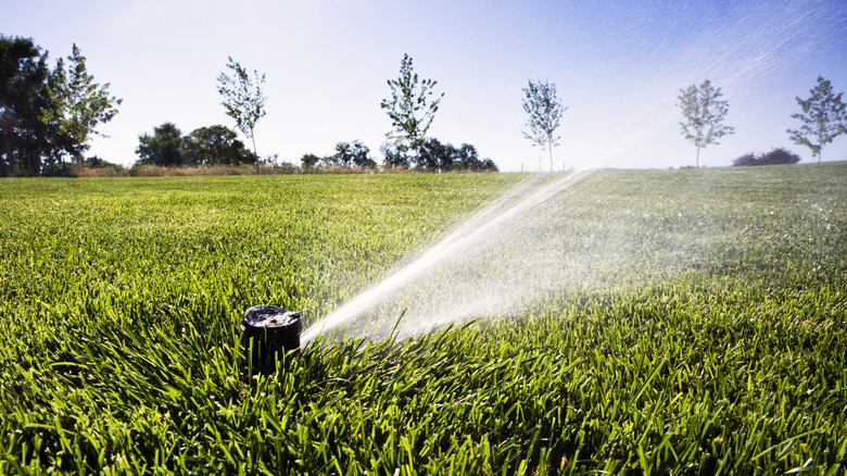 Sprinkler Head Watering Grass
