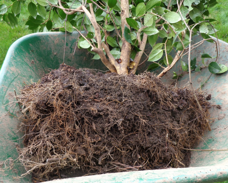 Shrub with attached soil in wheel barrow.