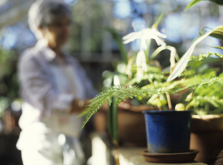 Pot plants in greenhouse