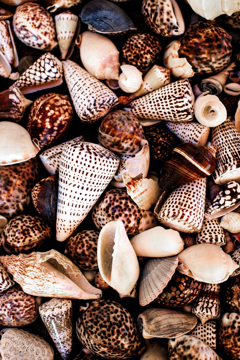 Kara Rosenlund collected seashells detail