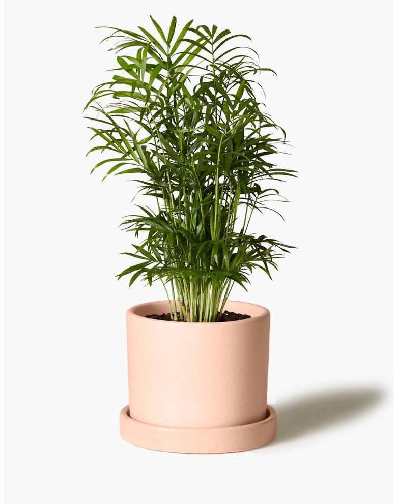 The Sill Parlor Palm