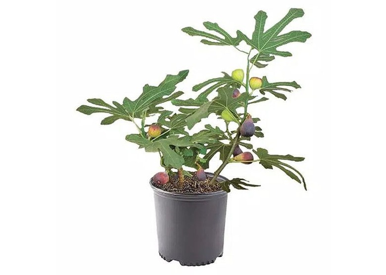 The Home Depot Black Mission Fig Tree with Green Foliage
