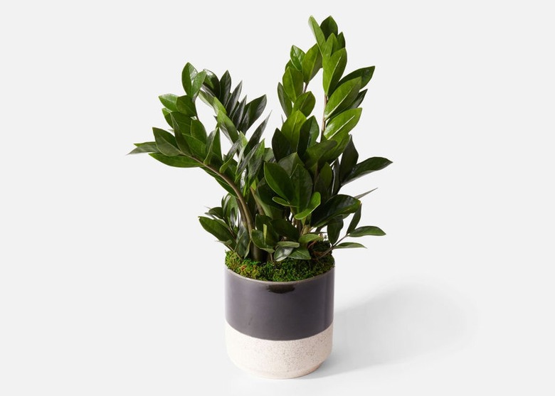 UrbanStems The Bosco