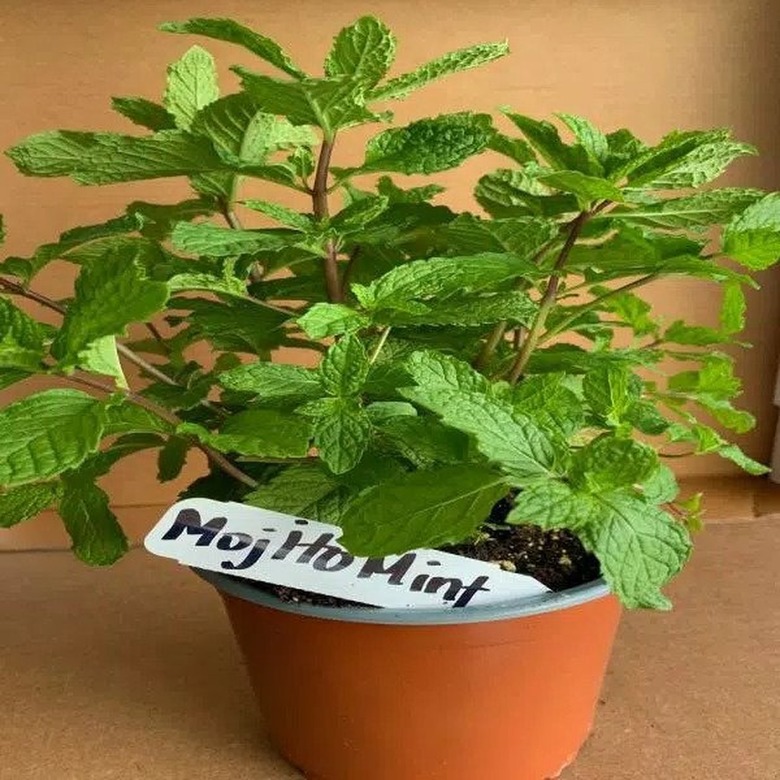 the home depot mojito mint