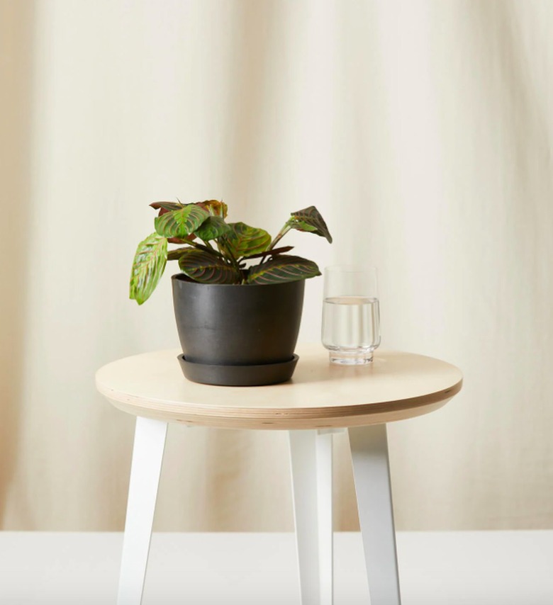 Bloomscape Red Prayer Plant