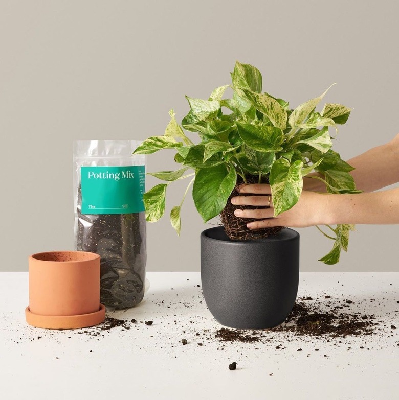 The Sill Classic Plant Subscription