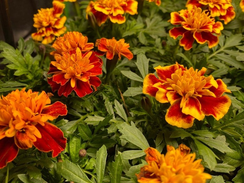 marigold patio plant
