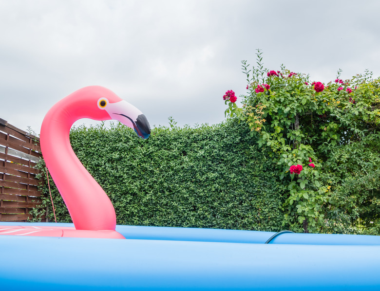Großer Flamingo in Gartenpool