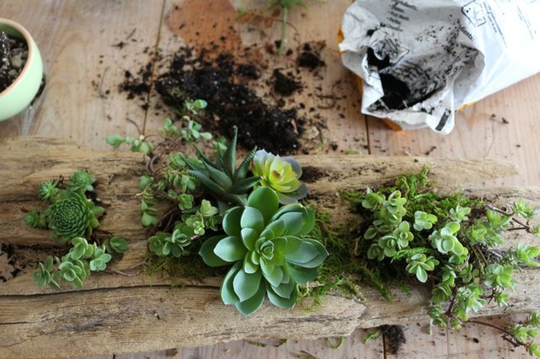 Bring outdoor elements inside with this DIY driftwood planter