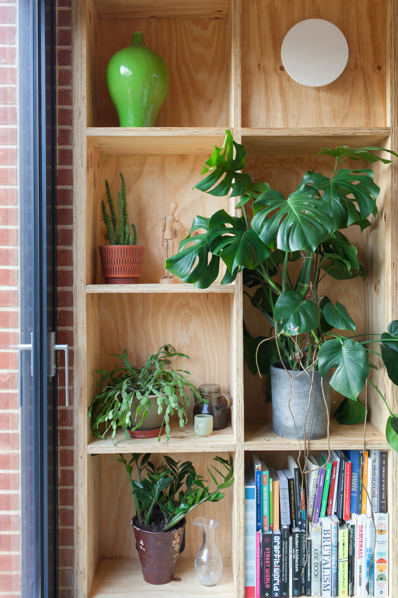 plants and books on plywood shelves
