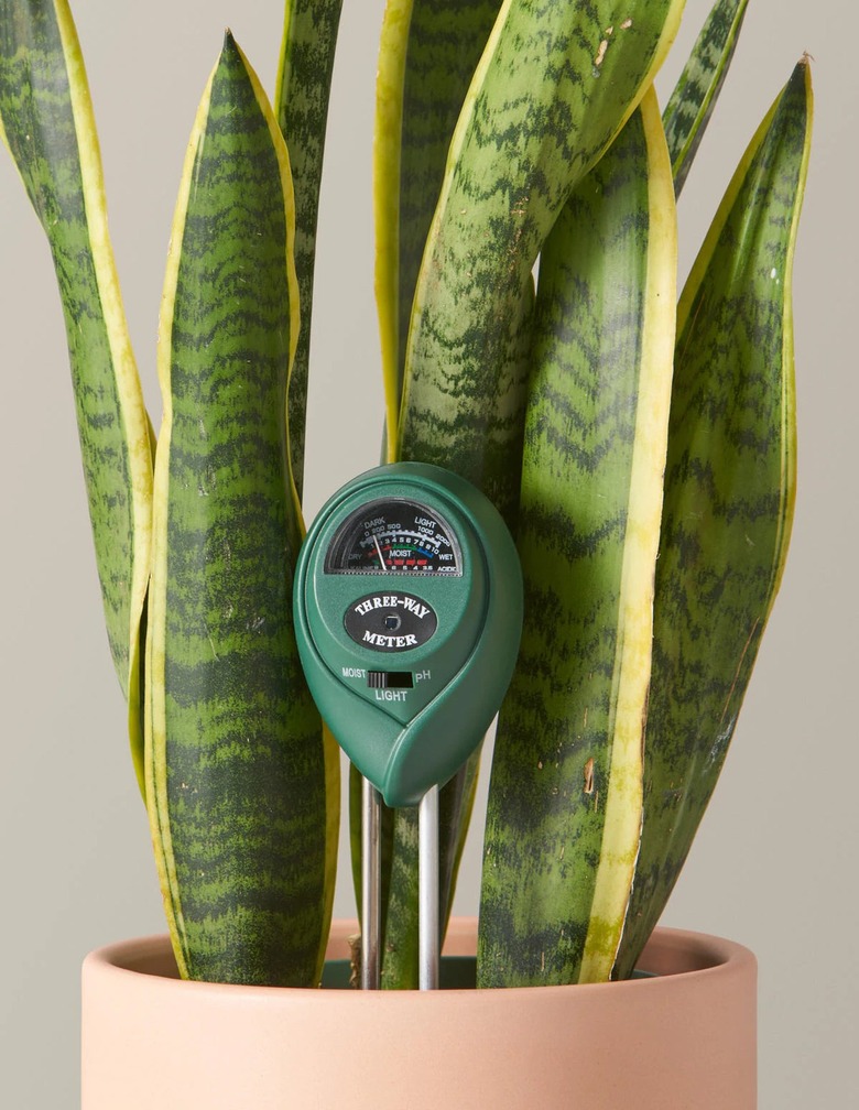 best places to buy indoor plant accessories The Sill