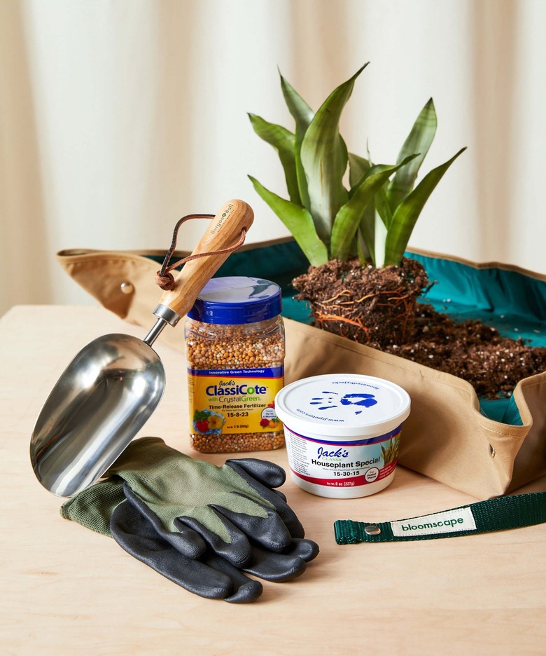 best places to buy indoor plant accessories Bloomscape