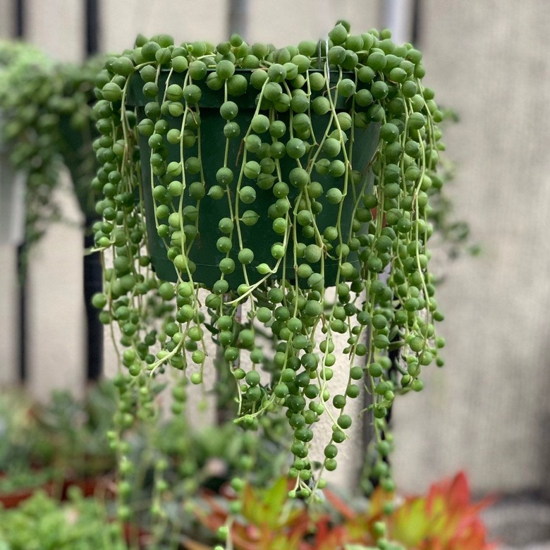 Sting of Pearls plant