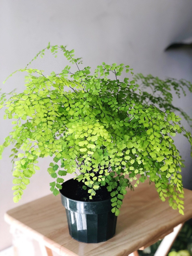 Maidenhair fern on table
