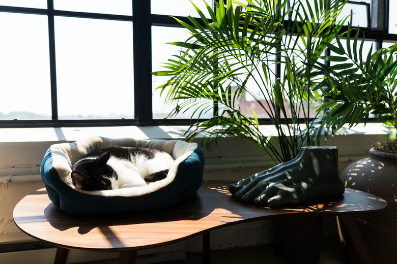Cat sleeping in cat bed by window