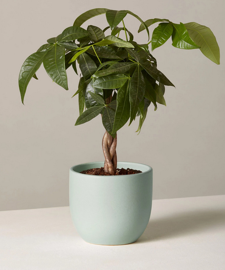Money tree plant