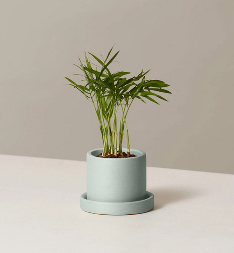 Parlor Palm plant in light blue planter