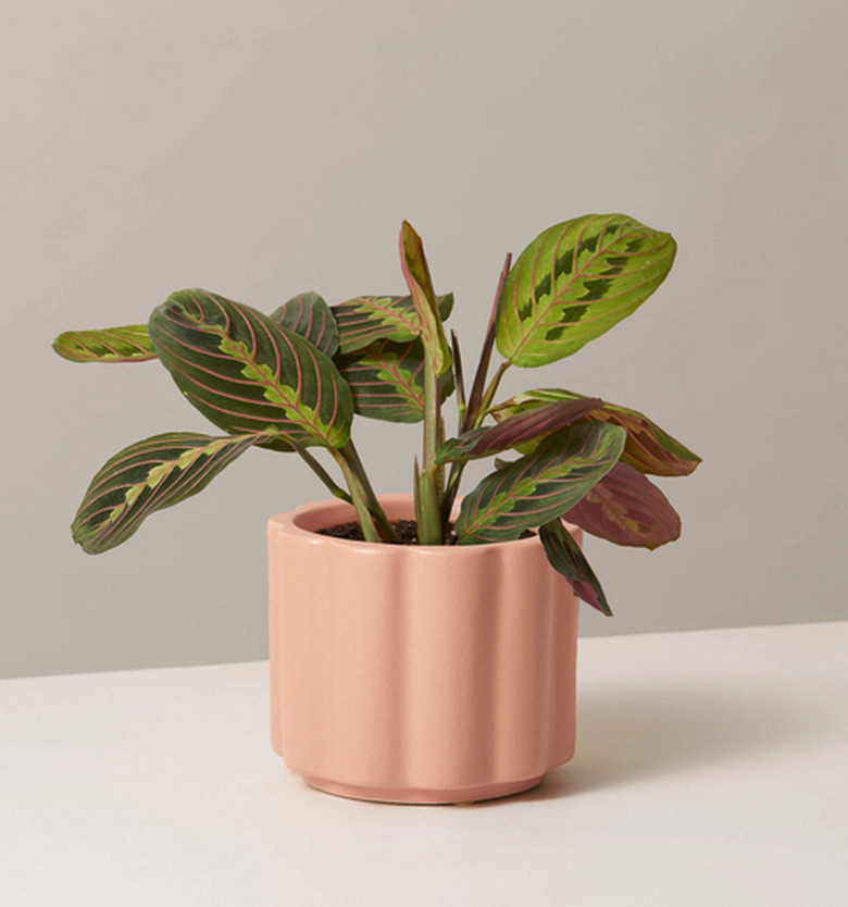 Prayer plant in peach colored planter