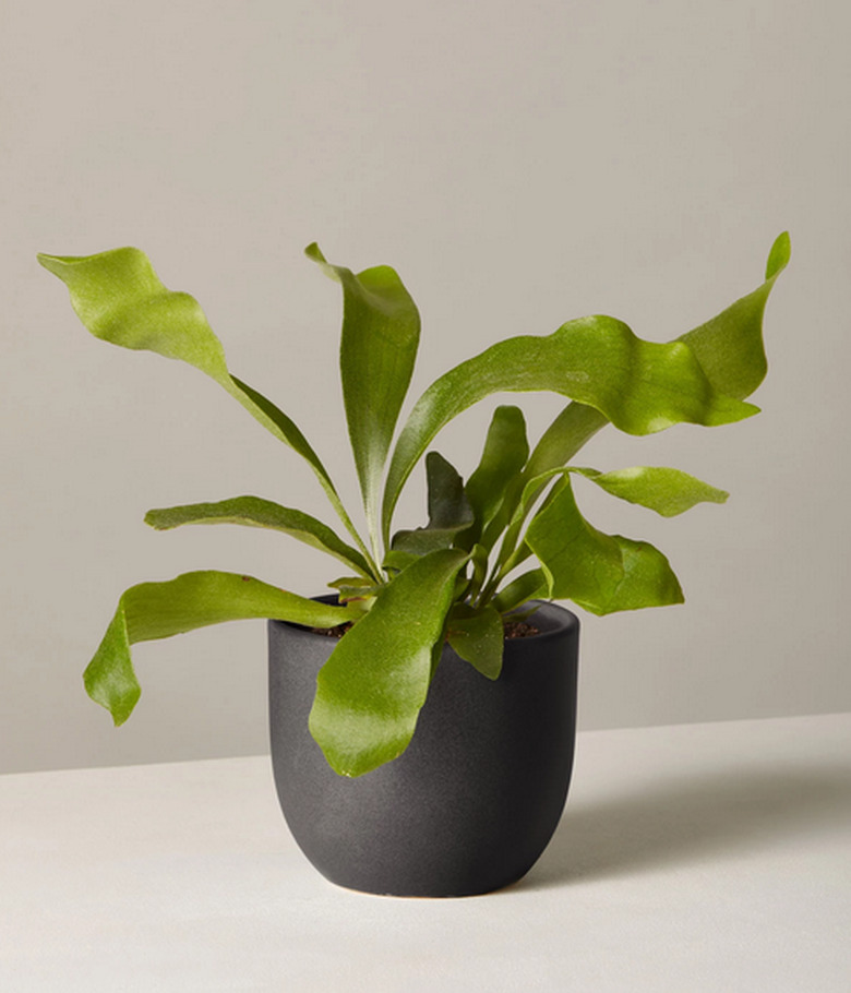 Staghorn Fern in black planter