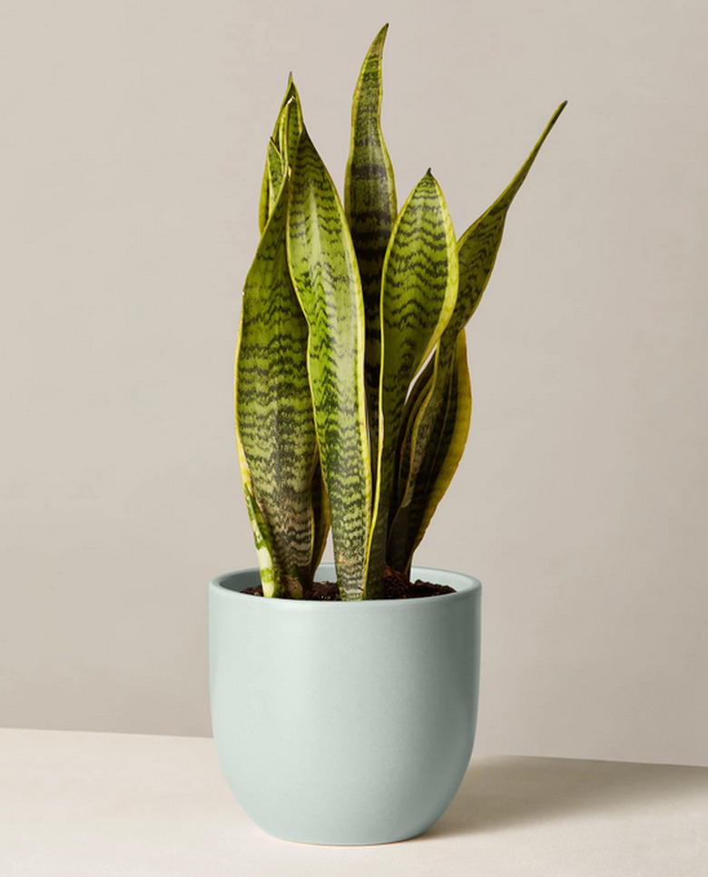 Snake plant from The Sill