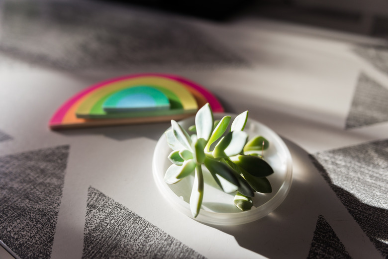 Small succulent on coffee table