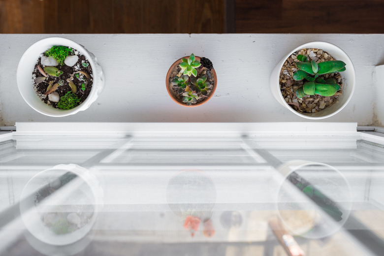 Succulent plants near window