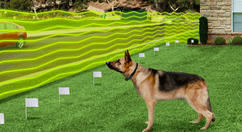 Invisible pet fence.