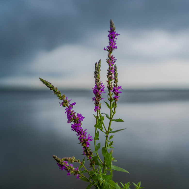 Blooming purple loosestrife Lythrum salicaria