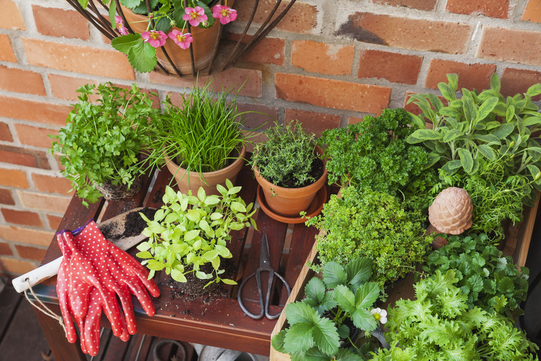 Various potted herbs.
