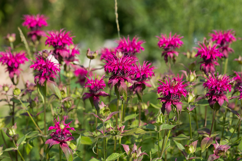 Monarda didyma Scarlet beebalm