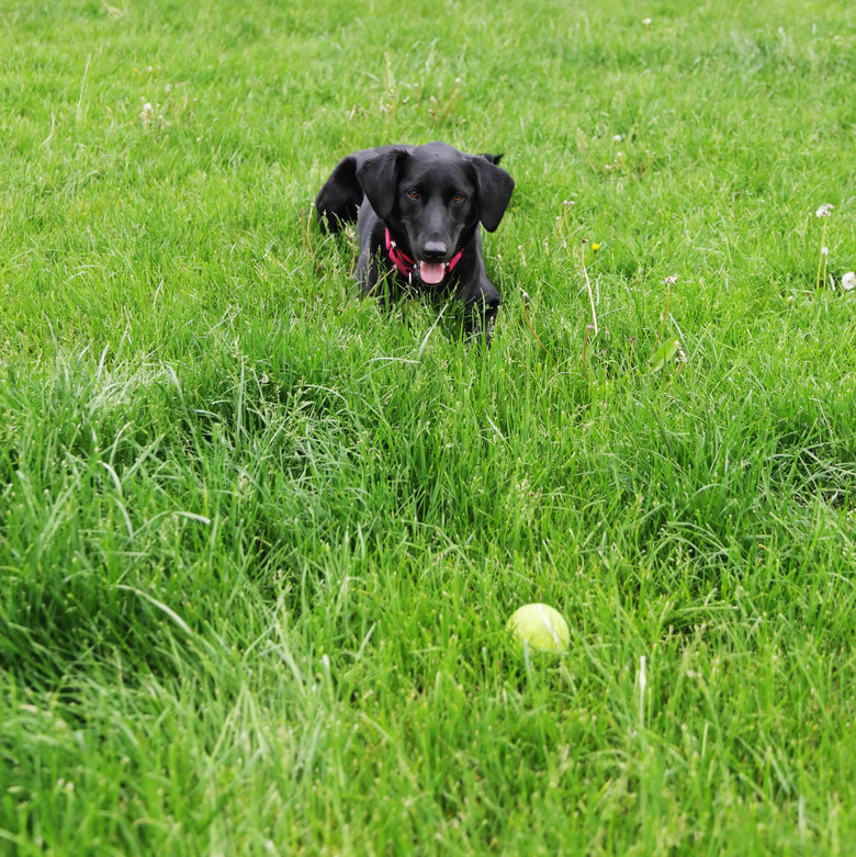 Dog and Play Toy Ball Separated by Invisible Fence