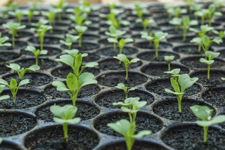 Young seedlings in tray.