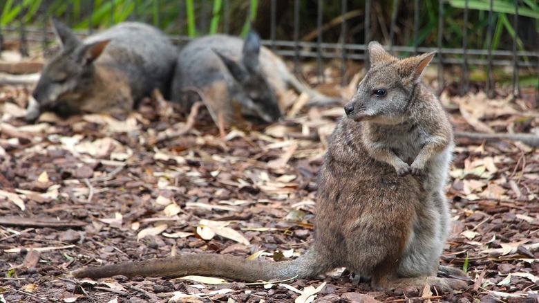 Runaway Tours Australia Critters Virtual Tour