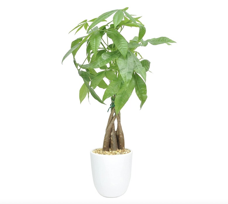 money plant