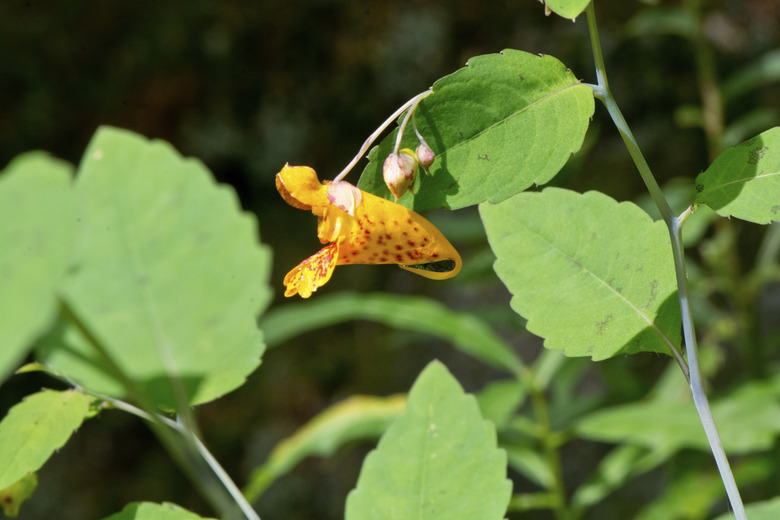 This side view of a jewel weed or touch-me-not Impatiens capensis flower shows the typical leaves as well as the flower.