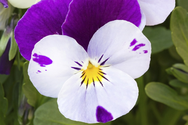 Single viola cornuta horned violet flower