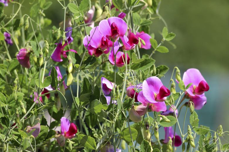 Photo showing a group of pale pink and purple sweet pea flowers growing in a garden