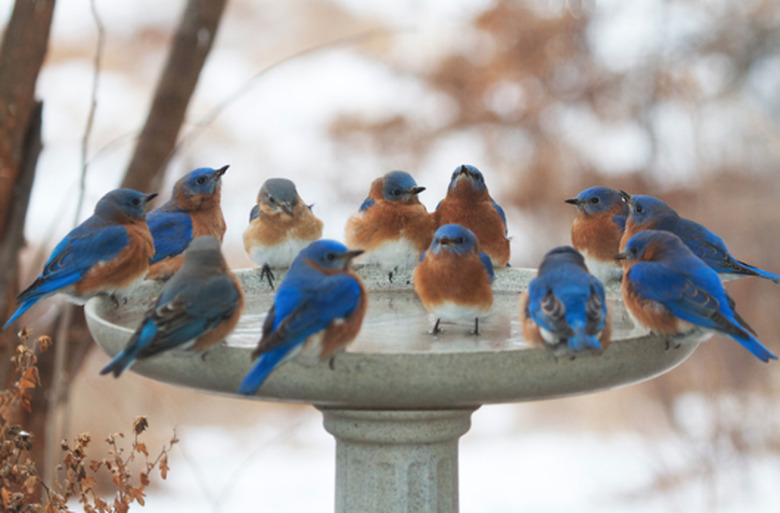 Bluebirds birdbath winter.