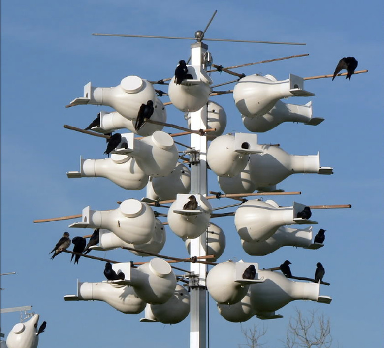 Gourd birdhouses for purple martins.
