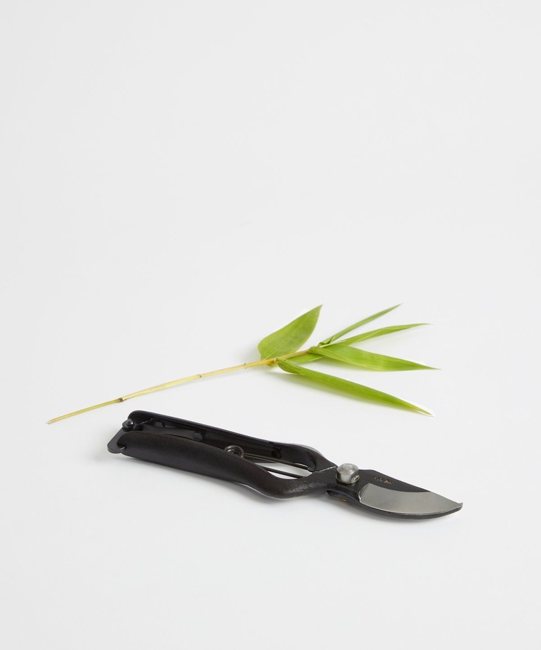 garden clippers near green stem