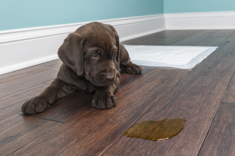 Best way to clean dog pee off laminate floors deals