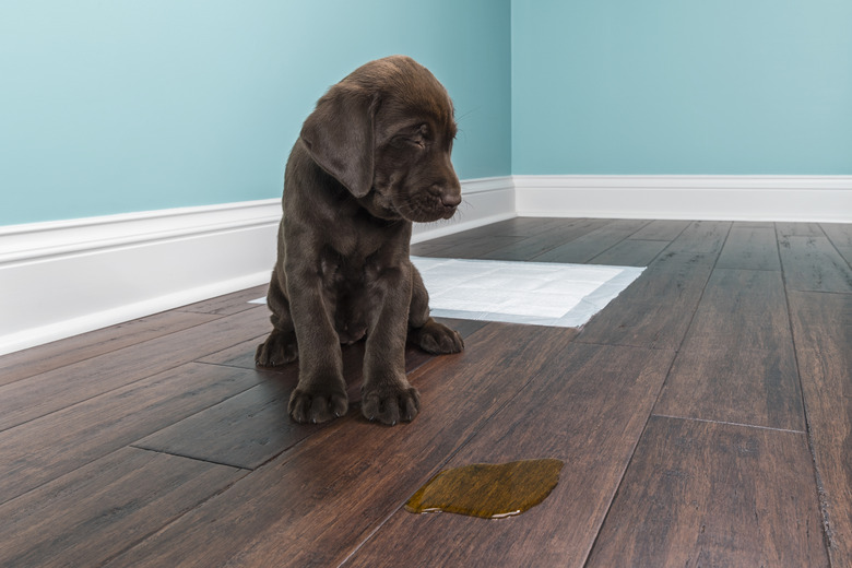 How to Get Rid of Dog Pee Smell on a Wood Floor Hunker
