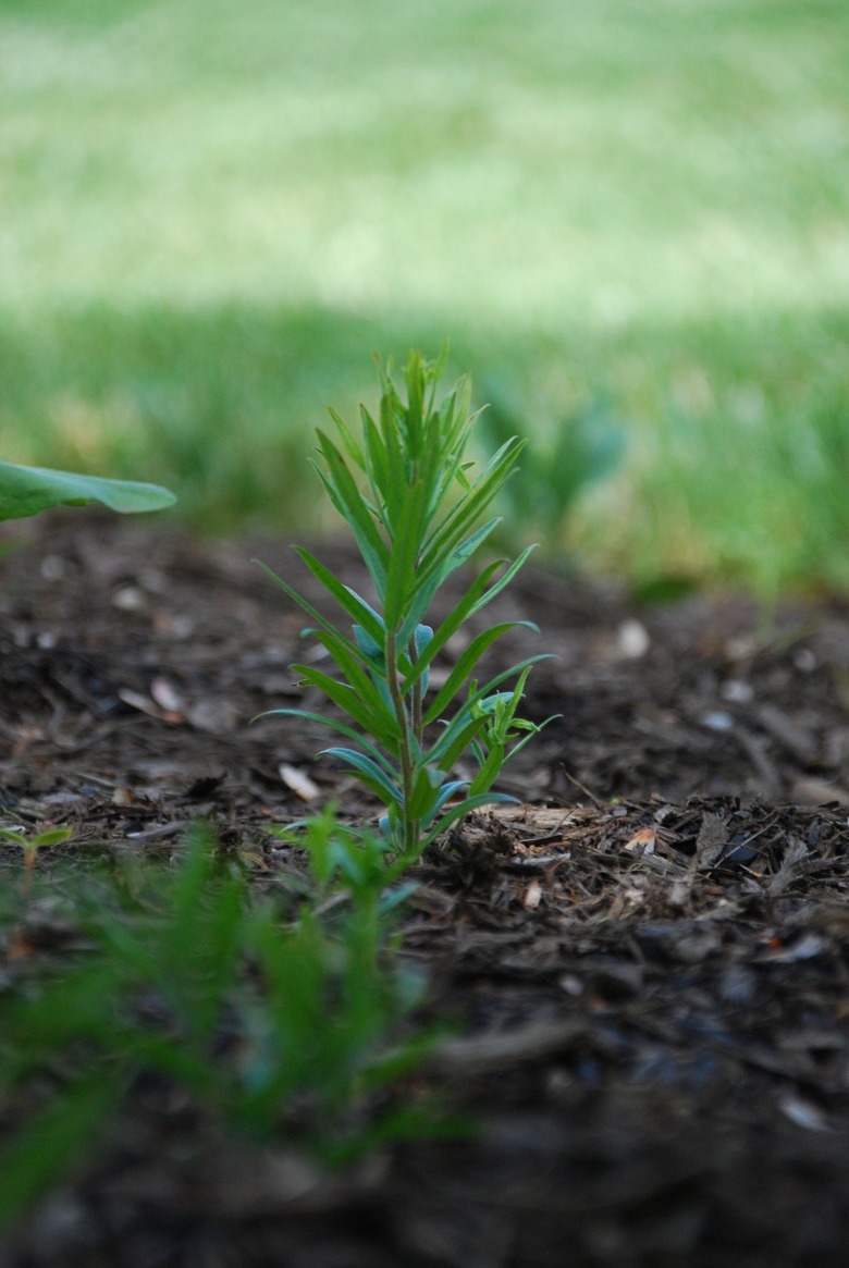 A milkweed plant growing out of brown mulch. In the background