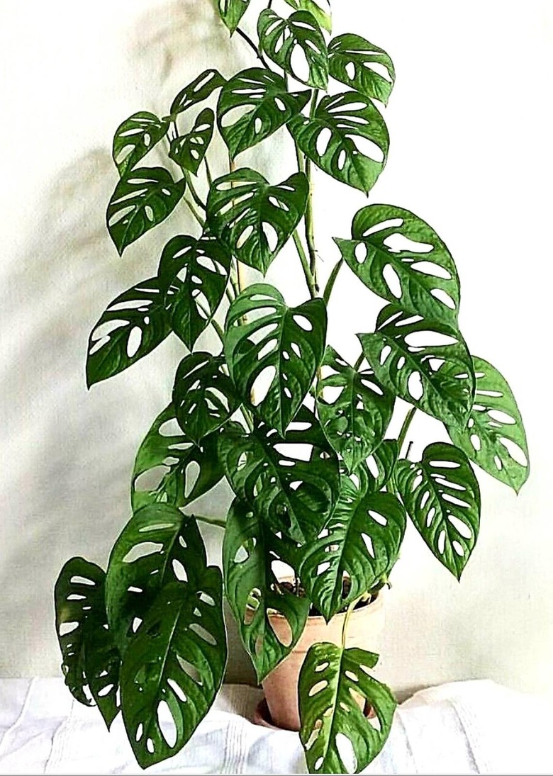Monstera adansonii.
