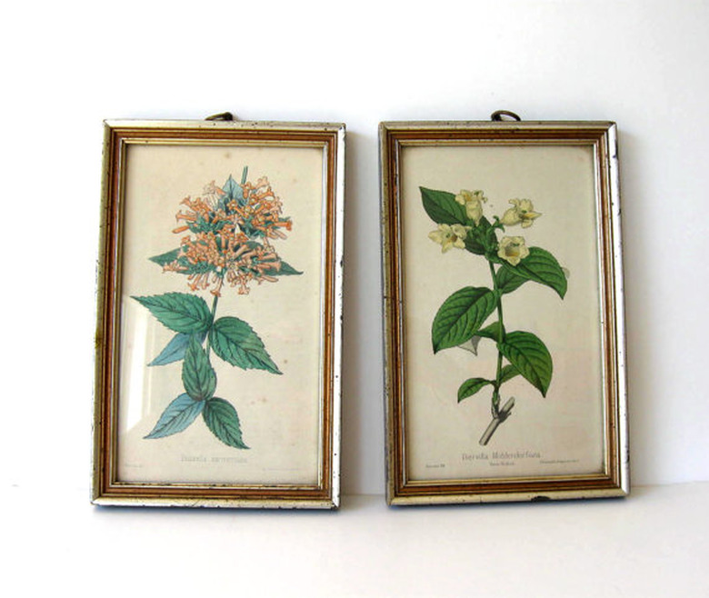 botanical prints